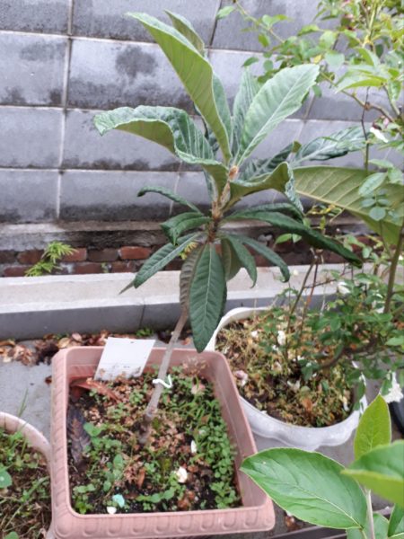 ちょっとずつの、お庭と畑の整備。