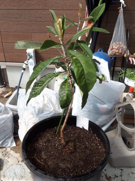 枇杷(ビワ)の花と間引き菜の収穫祭