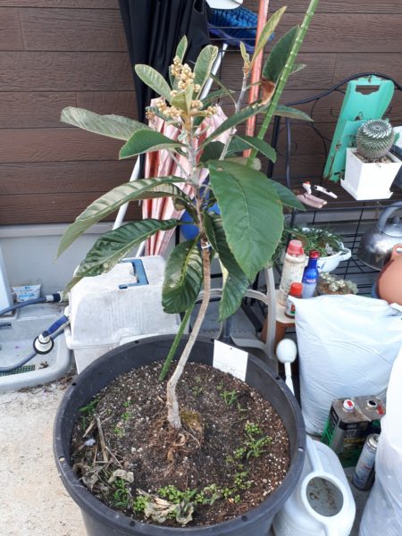 枇杷(ビワ)の花と間引き菜の収穫祭