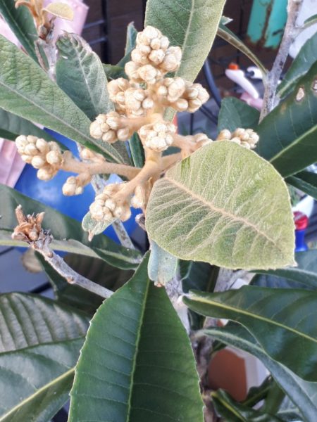 ちょっとずつの、お庭と畑の整備。