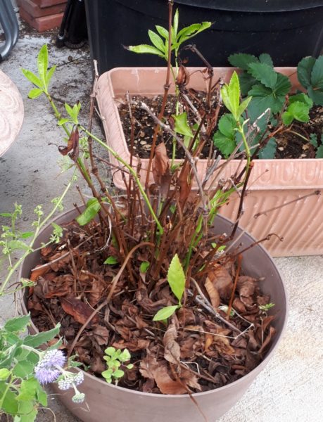 ちょっとずつの、お庭と畑の整備。