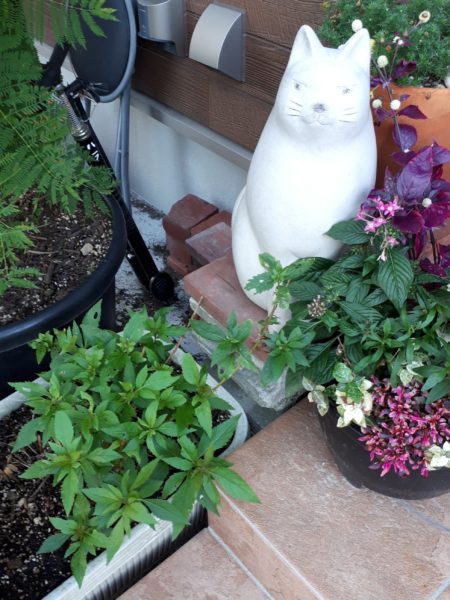 ちょっとずつの、お庭と畑の整備。