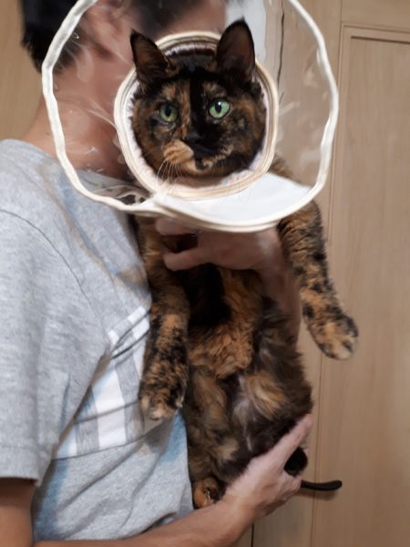 ちょっとずつの、お庭と畑の整備。