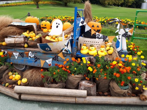 秋の味覚を楽しむクッキング 家庭菜園 サツマイモ カボチャ ケーキ くるみ サラダ 小豆 赤飯