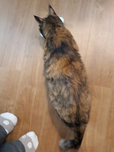 秋の味覚を楽しむクッキング 家庭菜園 サツマイモ カボチャ ケーキ くるみ サラダ 小豆 赤飯