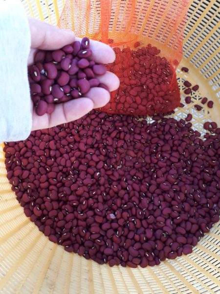 秋の味覚を楽しむクッキング 家庭菜園 サツマイモ カボチャ ケーキ くるみ サラダ 小豆 赤飯