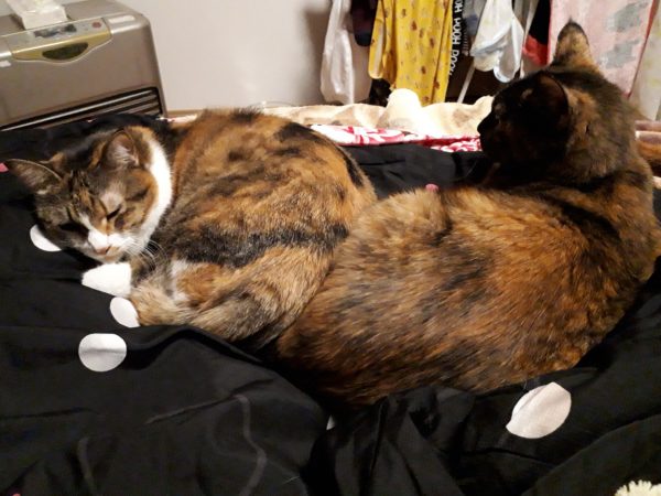 秋の味覚を楽しむクッキング 家庭菜園 サツマイモ カボチャ ケーキ くるみ サラダ 小豆 赤飯