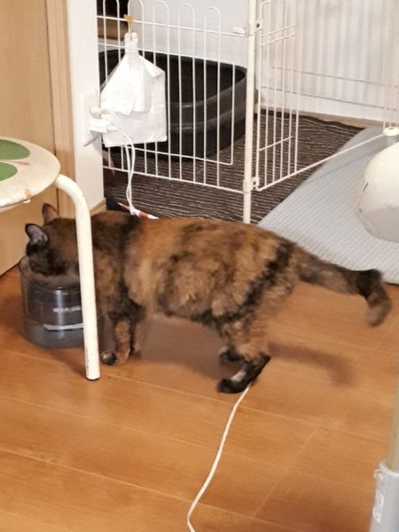 サビ猫ちぃたんの受難[肛門嚢炎→薬の副作用で軟便→膀胱炎→また副作用で嘔吐