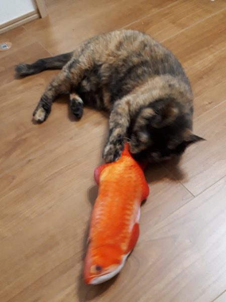 サビ猫ちぃたんの受難[肛門嚢炎→薬の副作用で軟便→膀胱炎→また副作用で嘔吐