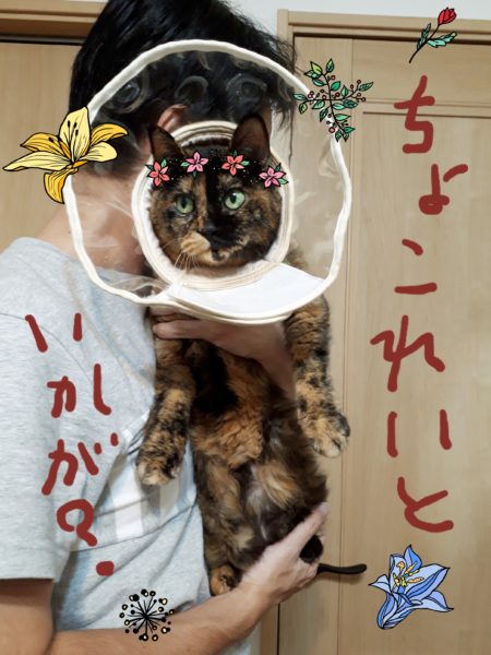 サビ猫ちぃたんの受難[肛門嚢炎→薬の副作用で軟便→膀胱炎→また副作用で嘔吐