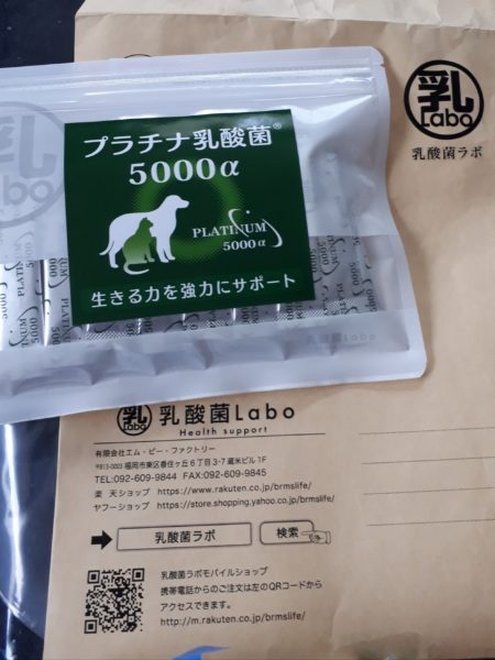 サビ猫ちぃたんの受難[肛門嚢炎→薬の副作用で軟便→膀胱炎→また副作用で嘔吐