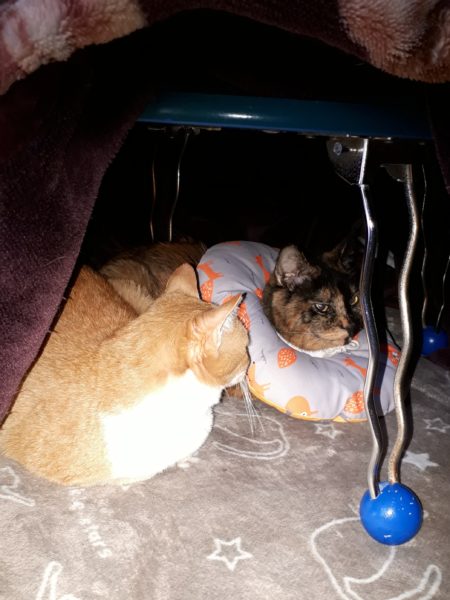 サビ猫ちぃたんの受難[肛門嚢炎→薬の副作用で軟便→膀胱炎→また副作用で嘔吐