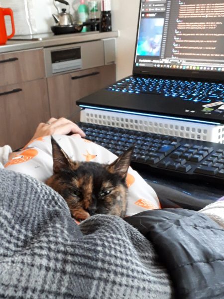 サビ猫ちぃたんの受難[肛門嚢炎→薬の副作用で軟便→膀胱炎→また副作用で嘔吐