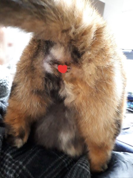 サビ猫ちぃたんの受難[肛門嚢炎→薬の副作用で軟便→膀胱炎→また副作用で嘔吐