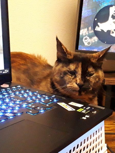 サビ猫ちぃたんの受難[肛門嚢炎→薬の副作用で軟便→膀胱炎→また副作用で嘔吐