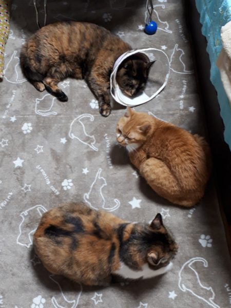 サビ猫ちぃたんの受難[肛門嚢炎→薬の副作用で軟便→膀胱炎→また副作用で嘔吐