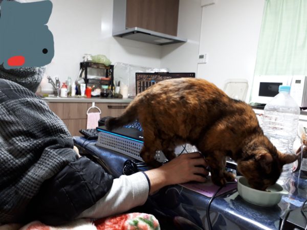 ぷこ母、夜中に転倒→脊椎圧迫骨折　在宅介護　70代　介護ベッド　レンタル