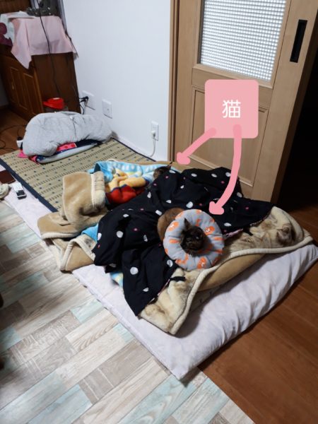 ぷこ母、夜中に転倒→脊椎圧迫骨折　在宅介護　70代　介護ベッド　レンタル