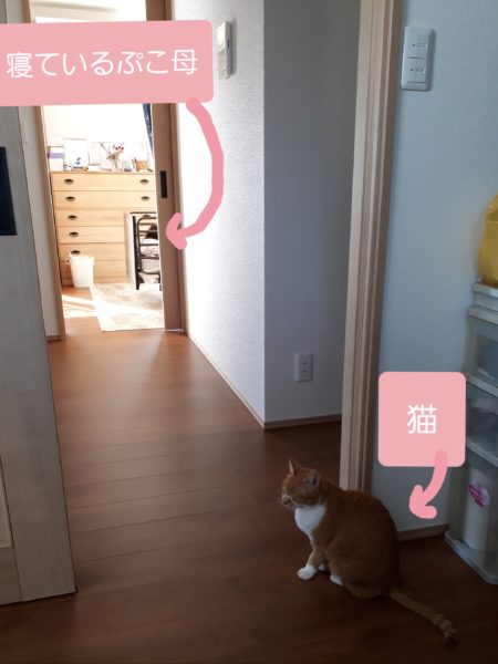 ぷこ母、夜中に転倒→脊椎圧迫骨折　在宅介護　70代　介護ベッド　レンタル