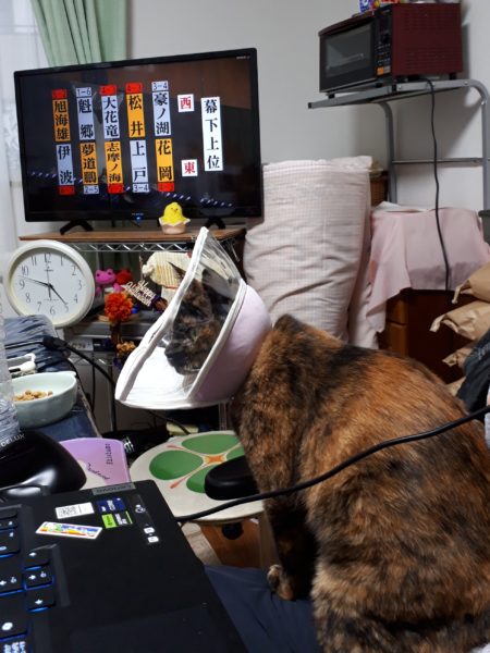 ぷこ母、夜中に転倒→脊椎圧迫骨折　在宅介護　70代　介護ベッド　レンタル