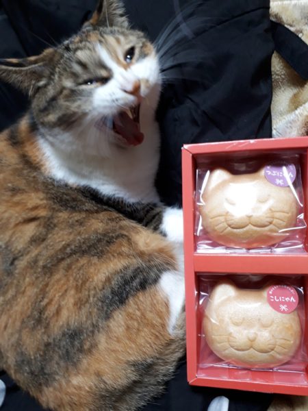 ぷこ母、夜中に転倒→脊椎圧迫骨折　在宅介護　70代　介護ベッド　レンタル