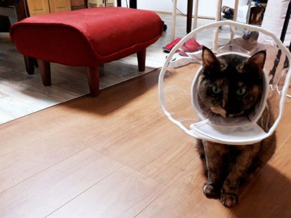 ぷこ母、夜中に転倒→脊椎圧迫骨折　在宅介護　70代　介護ベッド　レンタル