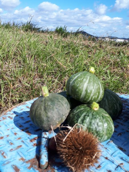 タマネギとニンニクの植え付け　家庭菜園　適当　放置