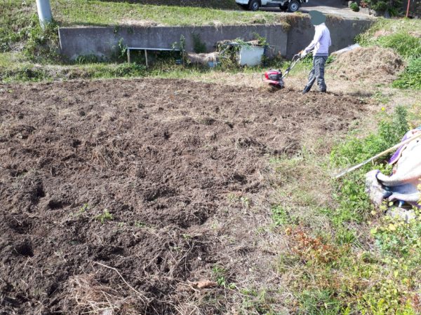 タマネギとニンニクの植え付け　家庭菜園　適当　放置
