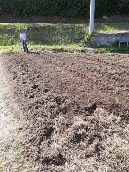 タマネギとニンニクの植え付け　家庭菜園　適当　放置