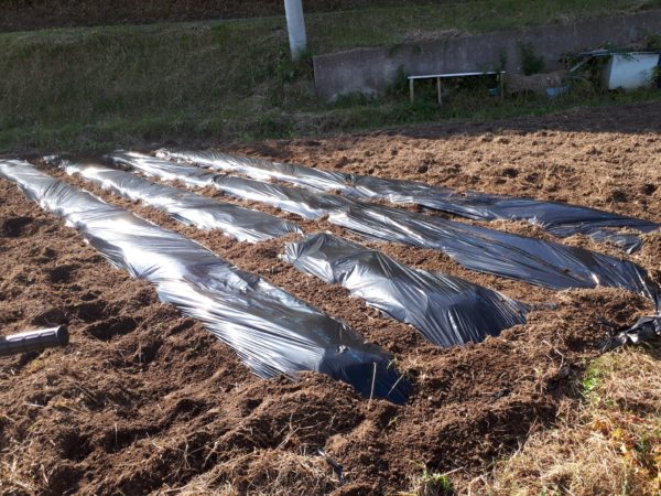 タマネギとニンニクの植え付け　家庭菜園　適当　放置