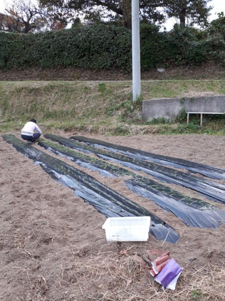 タマネギとニンニクの植え付け　家庭菜園　適当　放置