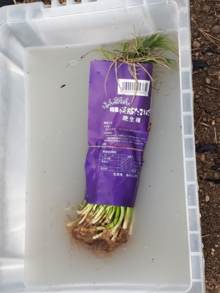 タマネギとニンニクの植え付け　家庭菜園　適当　放置