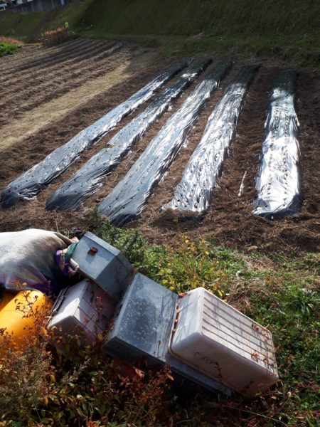 タマネギとニンニクの植え付け　家庭菜園　適当　放置
