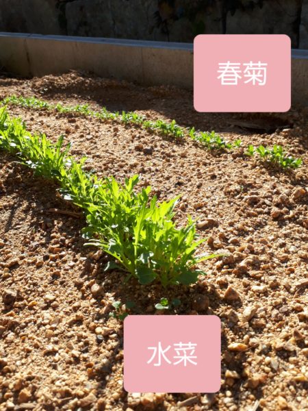 タマネギとニンニクの植え付け　家庭菜園　適当　放置