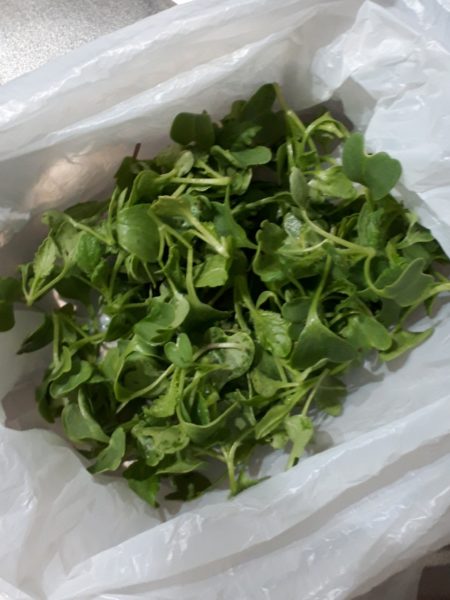 タマネギとニンニクの植え付け　家庭菜園　適当　放置