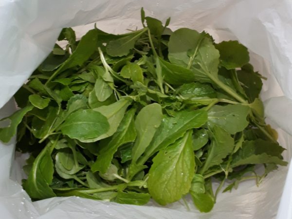 タマネギとニンニクの植え付け　家庭菜園　適当　放置