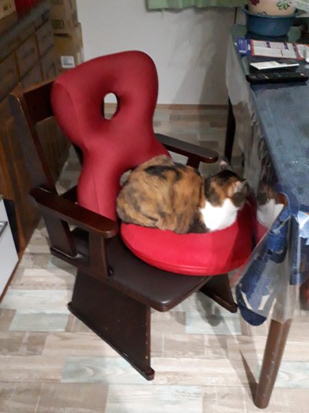 大相撲の巡業に行ってきた(圧迫骨折療養中のぷこ母と)