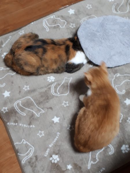 精神科病院を追い出され(？)グループホームに移った、統合失調症のぷこ兄