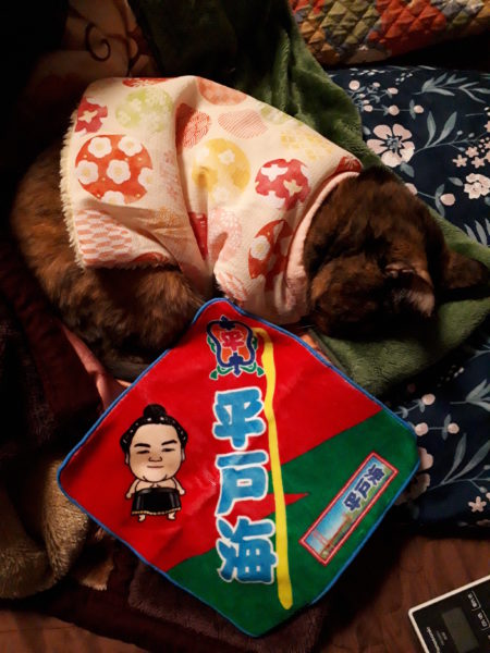 大相撲の巡業に行ってきた(圧迫骨折療養中のぷこ母と)