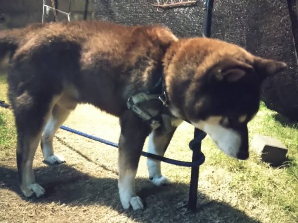 本厄の旦那、今年の目標は“生きる”でした 2025年振り返り