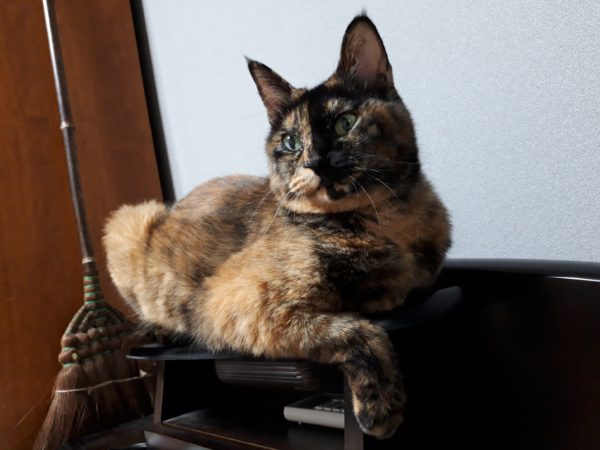 本厄の旦那、今年の目標は“生きる”でした 2025年振り返り