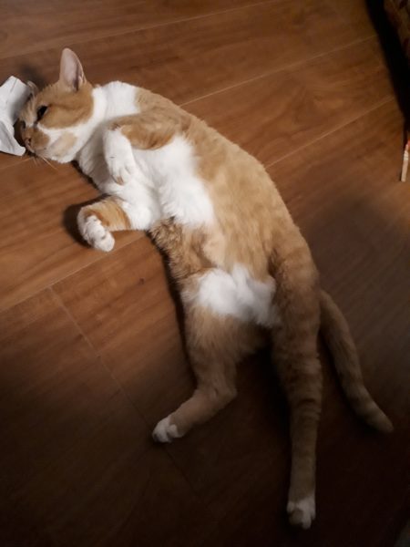 本厄の旦那、今年の目標は“生きる”でした 2025年振り返り