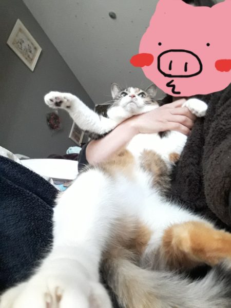 年賀状 馬 午 2026年 ナポレオン フランス革命 猫