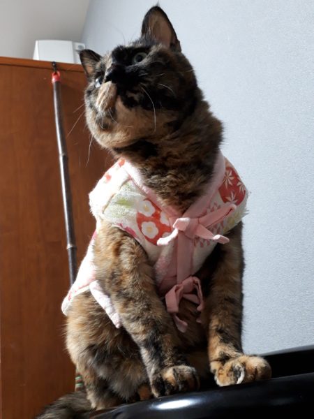 年賀状 馬 午 2026年 ナポレオン フランス革命 猫