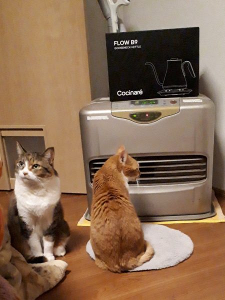 年賀状 馬 午 2026年 ナポレオン フランス革命 猫