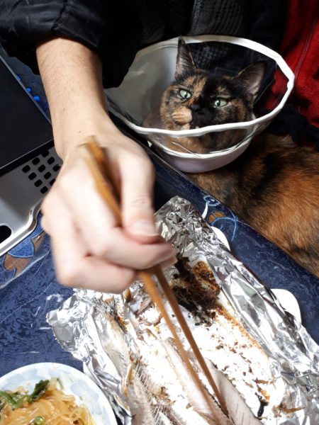 食卓のサンマを狙うサビ猫しめじ