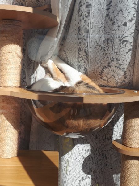 年末年始　何もしない　寝正月　猫　昼寝　おせち　年越しそば