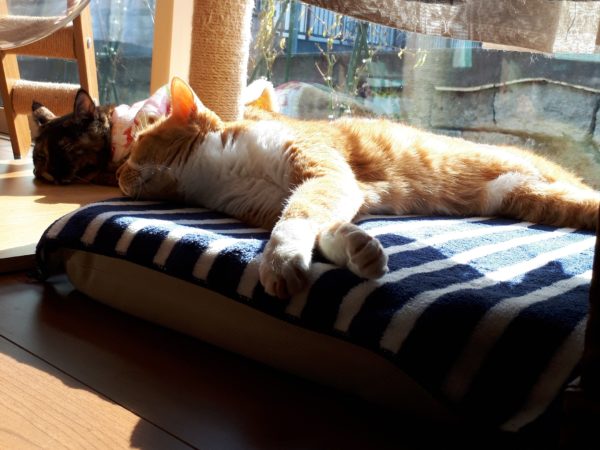 年末年始　何もしない　寝正月　猫　昼寝　おせち　年越しそば