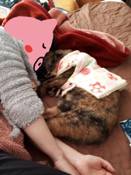 年末年始　何もしない　寝正月　猫　昼寝　おせち　年越しそば