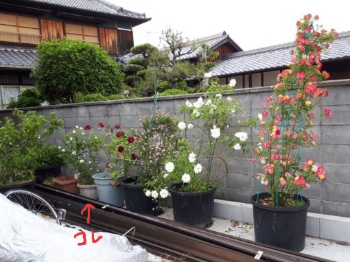 枇杷(ビワ)の花と間引き菜の収穫祭